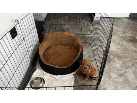 Sağlık ve ırk garantili poodle yavrularımız