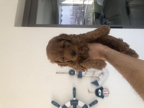 Sağlık garantili çiş ped eğitimli toy poodle yavrumuz
