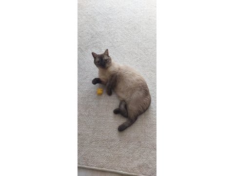 1 yaşında british shorthair cinsi kedimiz acil