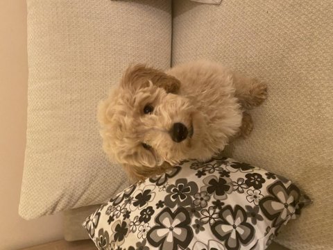 Tam 3 aylık erkek poodle 0 numara latte yuvasını arıyor