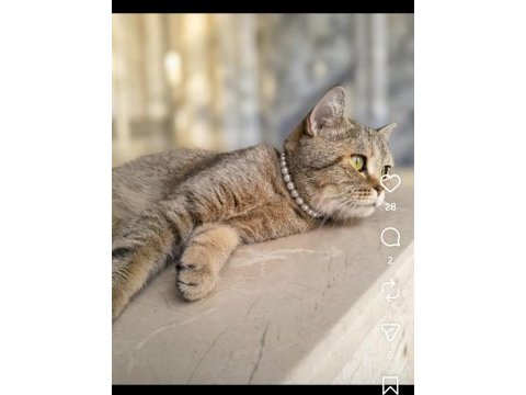 British shorthair yavru kedimiz