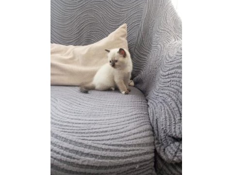 British shorthair point bebekler