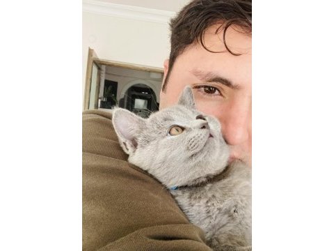 Sahiplendirme british shorthair