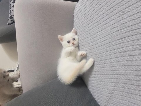 British shorthair 1,5 aylık