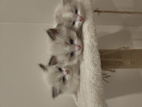 Blue bicolor ragdoll yavrular - henüz 1 aylık