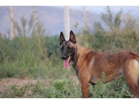 Fcı a şecere malinois