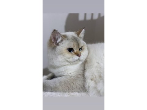 Full secereli british shorthair by1133