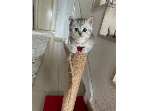 British shorthair bebeğimiz sahiplendirilecektir.