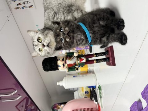 British scottish fold bebekler