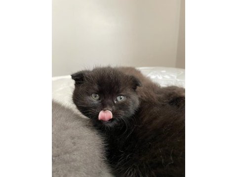 Siyah scottish fold