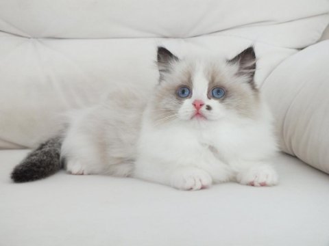 Full şecereli ragdoll yavruları