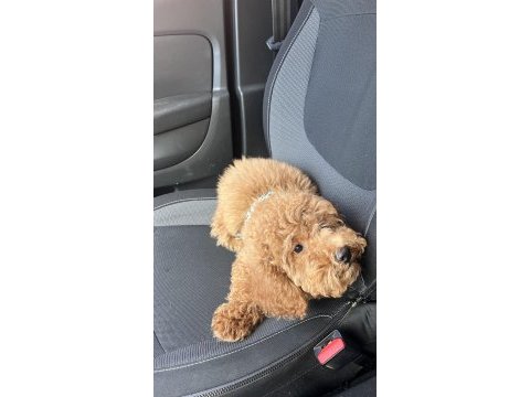 Toy poodle 2 numara aşılı