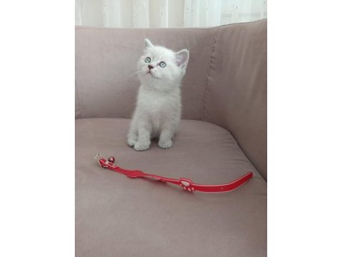 50 günlük british shorthair dişi yavru