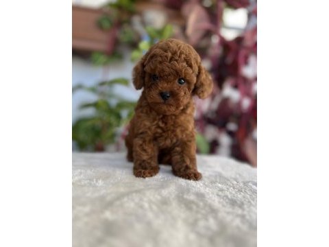 Red brown kore kan erkek poodle