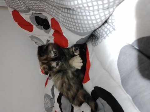 Yavru scottish fold kediler acil mama karşılığıda olur