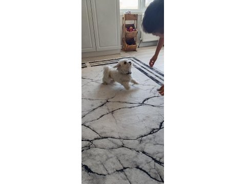 Maltese terrier 1,5 yaşında