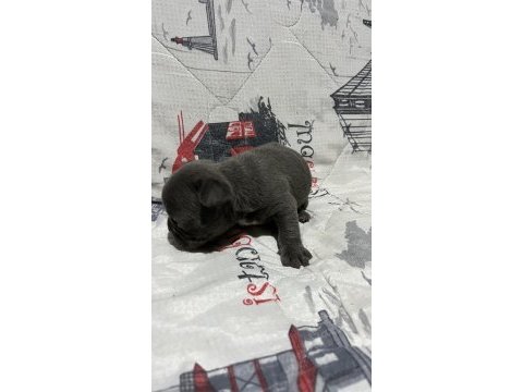 Harika blue fransız bulldog bebekler