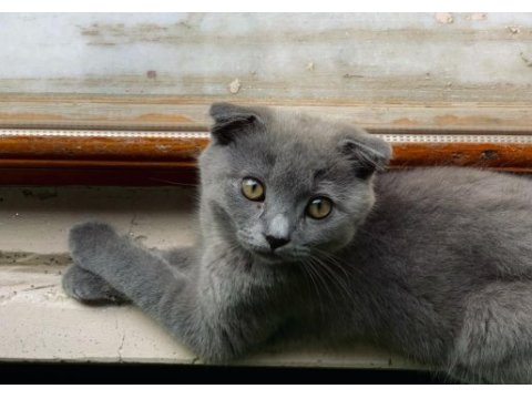 Scottish fold gri 3 aylık