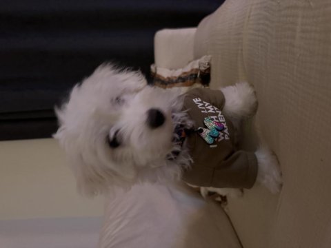 Yavru köpeğimiz ücretsiz sahiplendirme