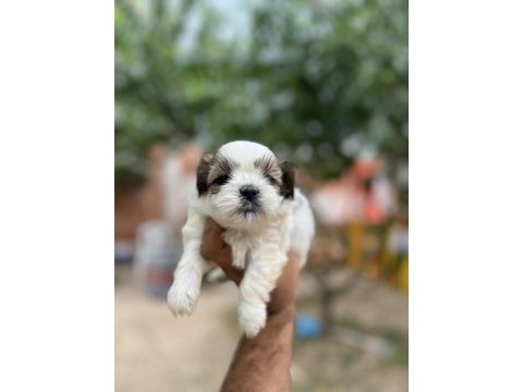 Shih tzu yavrularımız