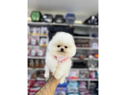 Yavru pomeranian boolar