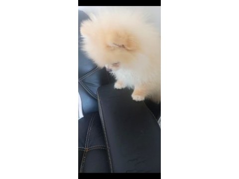 7.5 aylık dişi pomeranian uyguna