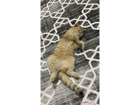 British shorthair beş aylık dişi