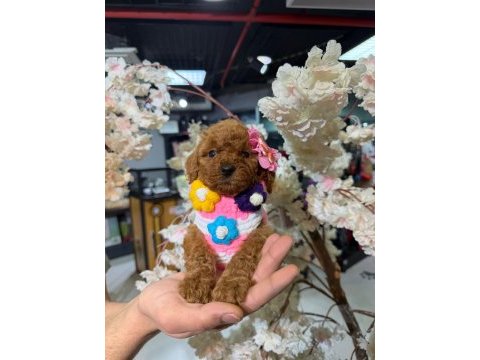 Toy garantili poodle bebekler