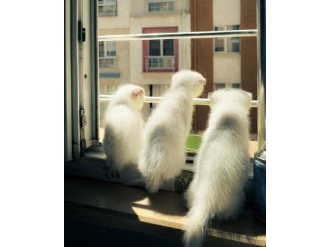 Sağlıklı british shorthair yavruları