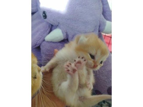 A kalite full şecereli golden ny12 british shorthair