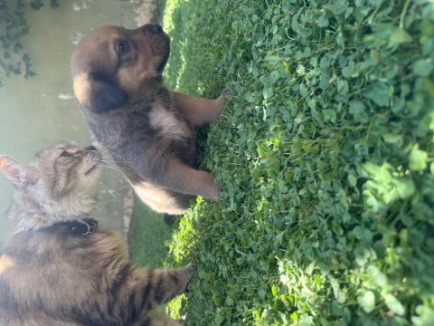 40 günlük yavru köpekler 2 dişi 1 erkek