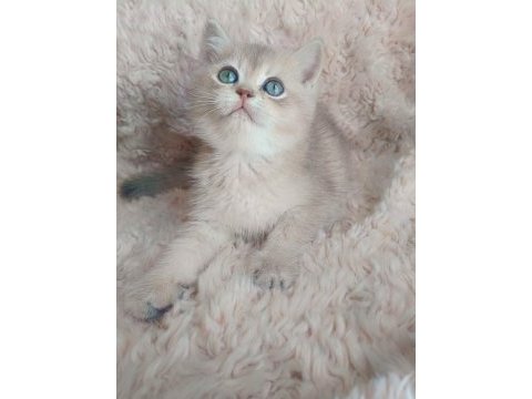 Fıstık british shorthair oğlum