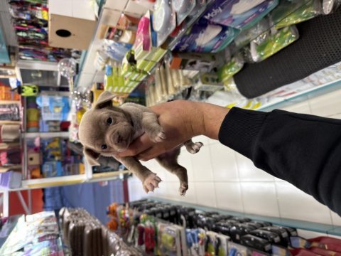 Erkek dişi chihuahua yavrularımız