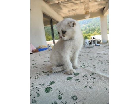 British shorthair silver point