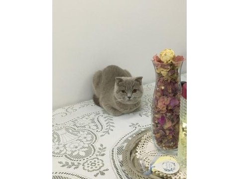 Oldukça uysal scottish fold kızandadır