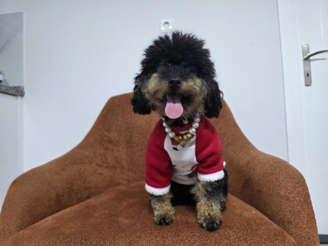 Full eğitimli dişi toy poodle