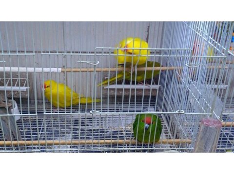 Kakariki papağanı 6 aylık
