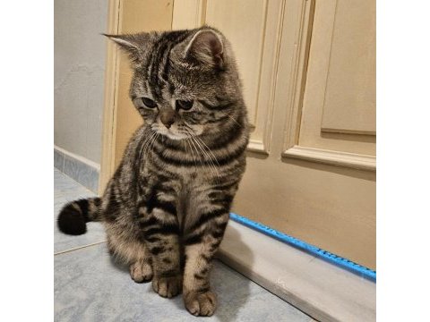 11 aylık full aşılı çipli kısırlaştırılmış erkek kedimiz