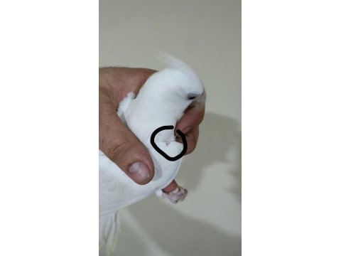 Heawy sultan papağanı yavrular