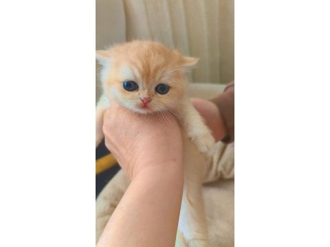 Golden safkan şecereli anne baba yavru kediler