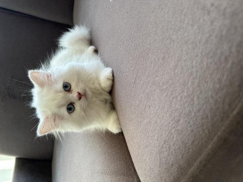 Antalya içi sahiplendirilecek british longhair