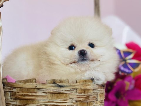 Ayı surat pomeranian yavrular