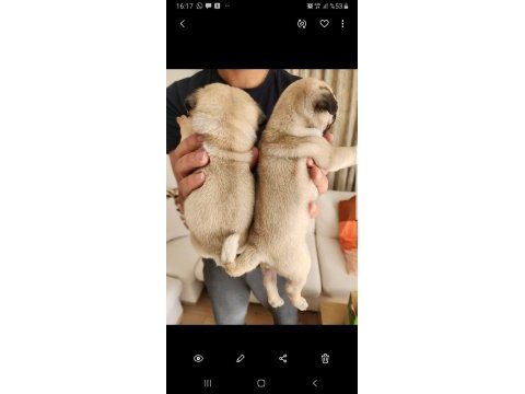 Muhteşem safkan pug yavruları