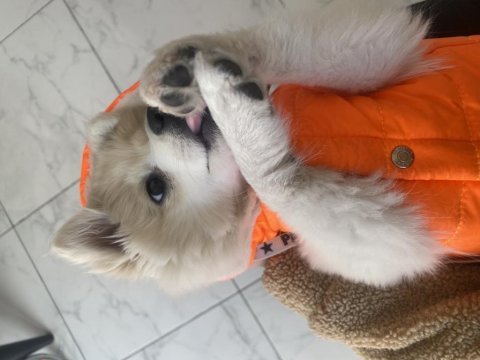 Pomeranian spitz