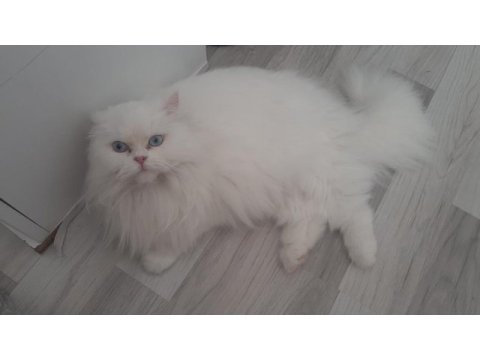 Chinchilla kedimiz bellaya erkek damat adayı arıyoruz