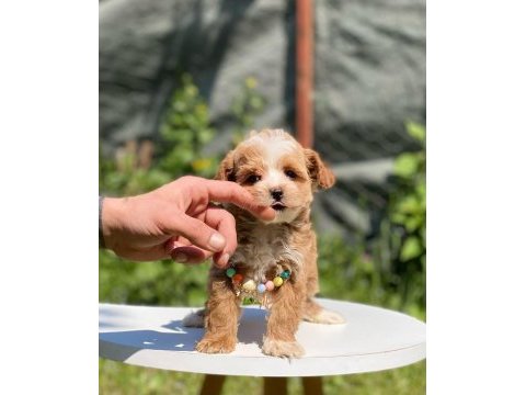 Sevimli maltipoo yavrular red brown