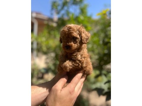 Toy poodle yavrular