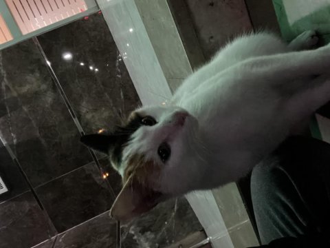 Kedimizi sahiplendirme ilanı kayseri