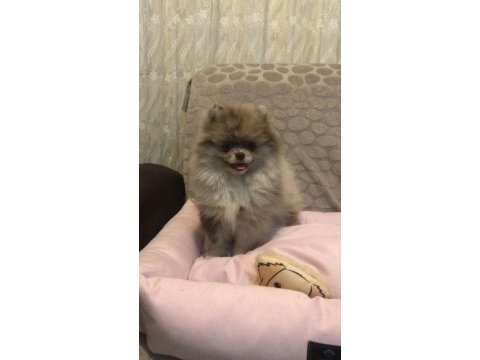 A plus bear face pomeranian boo