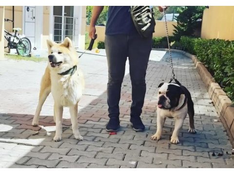 Yavru ve yetişkin a kalite ingiliz bulldog